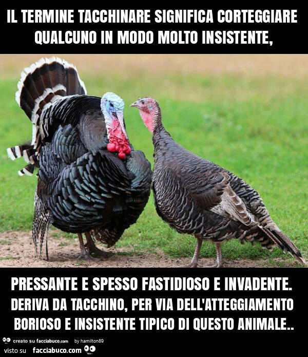 Il termine tacchinare significa corteggiare qualcuno in modo molto insistente, pressante e spesso fastidioso e invadente. Deriva da tacchino, per via dell'atteggiamento borioso e insistente tipico di questo animale