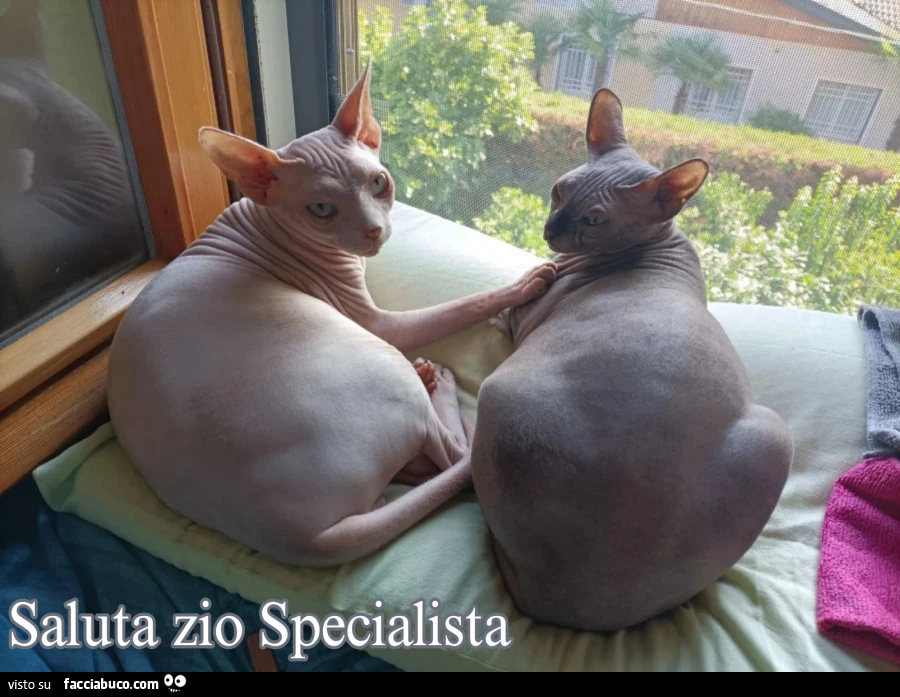 Vaccata