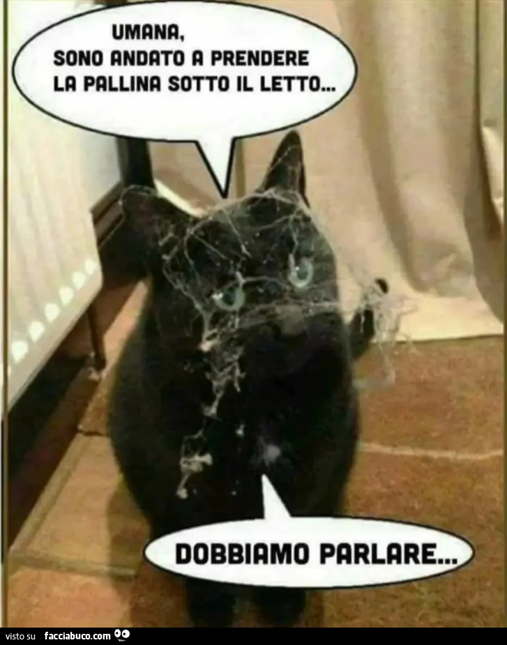 Ragnatele