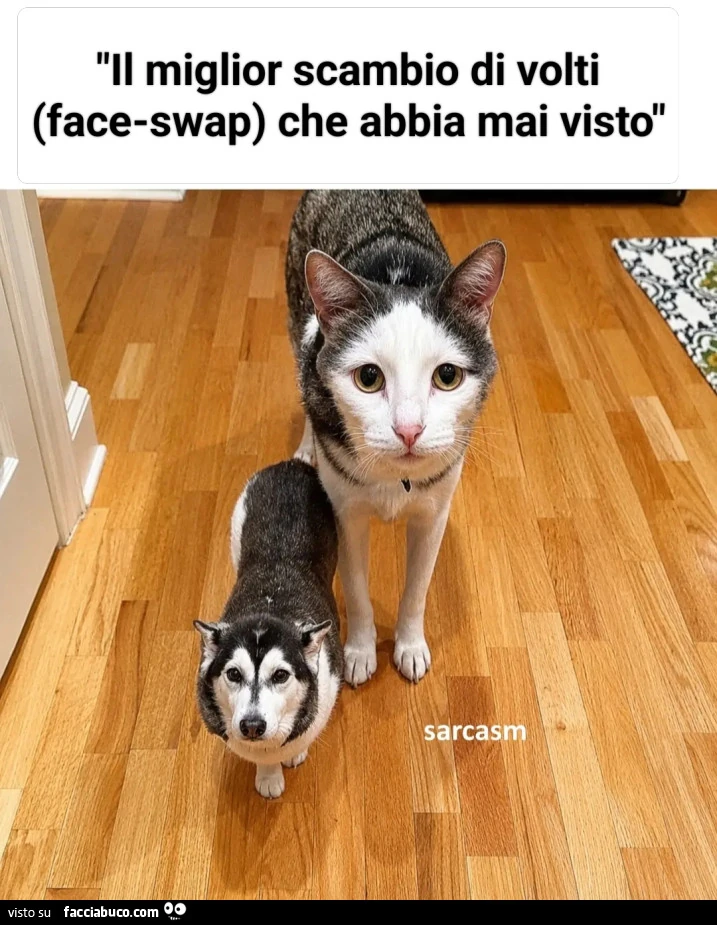 Vaccata