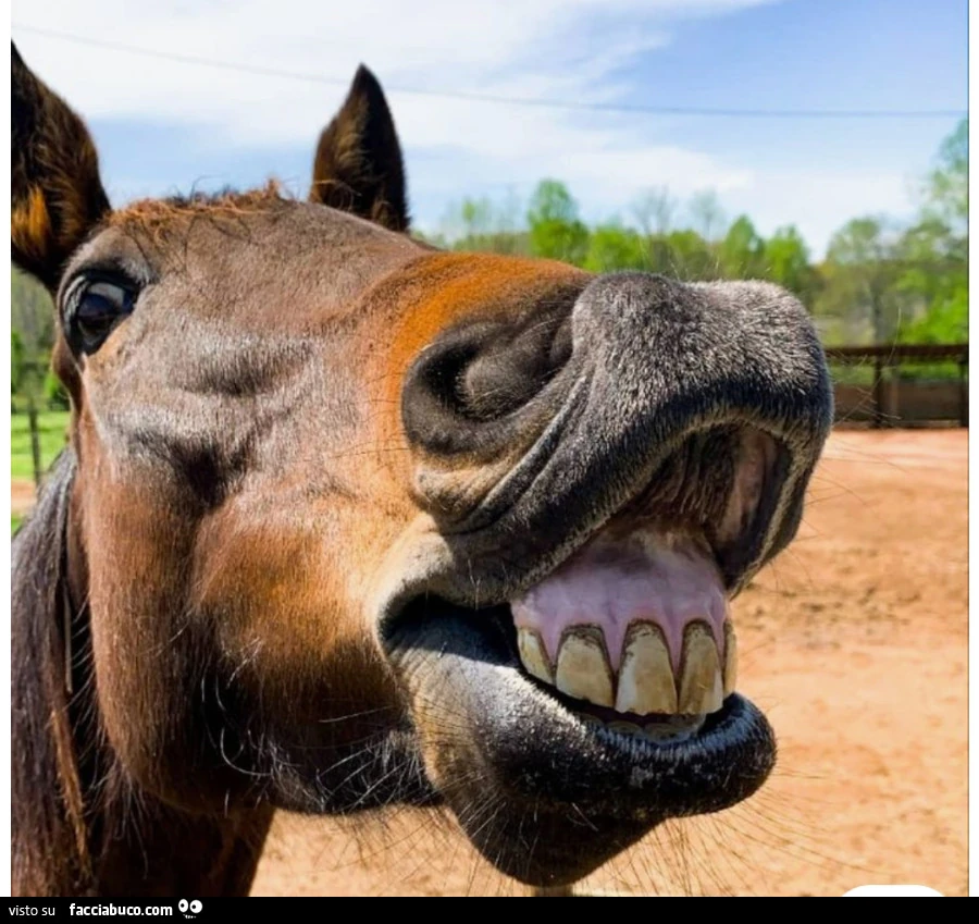 Cavallo