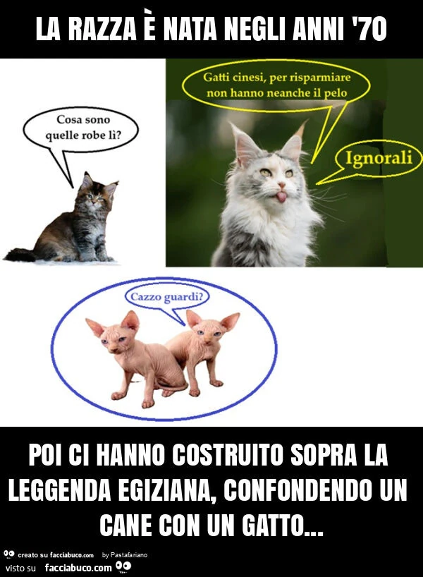 La razza è nata negli anni '70 poi ci hanno costruito sopra la leggenda egiziana, confondendo un cane con un gatto