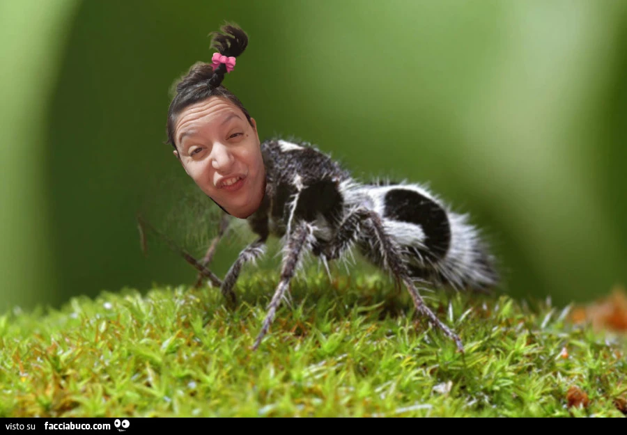 Vaccata