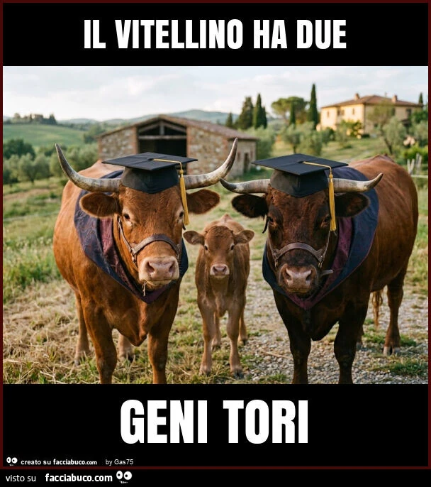 Il vitellino ha due geni tori