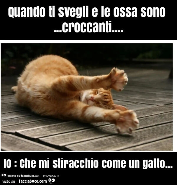 Quando ti svegli e le ossa sono&hellip; croccanti&hellip; io: che mi stiracchio come un gatto