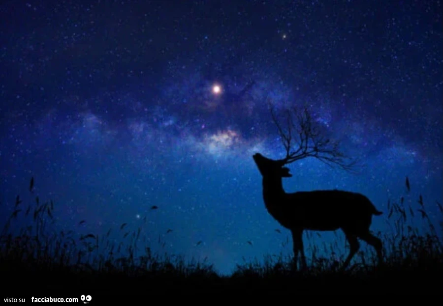 Cervo e via lattea