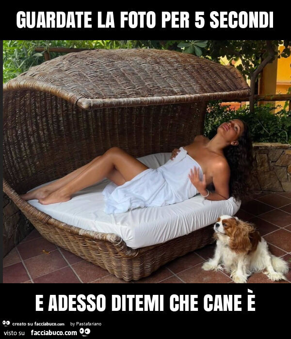Guardate la foto per 5 secondi e adesso ditemi che cane è