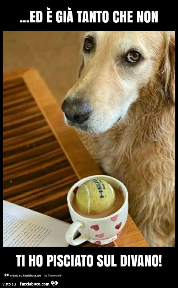 Ed è già tanto che non ti ho pisciato sul divano
