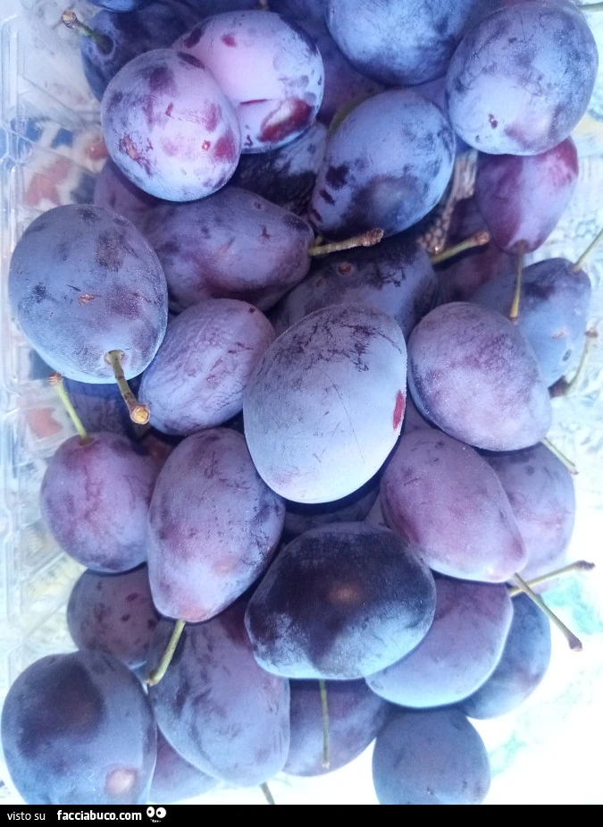 Vaccata