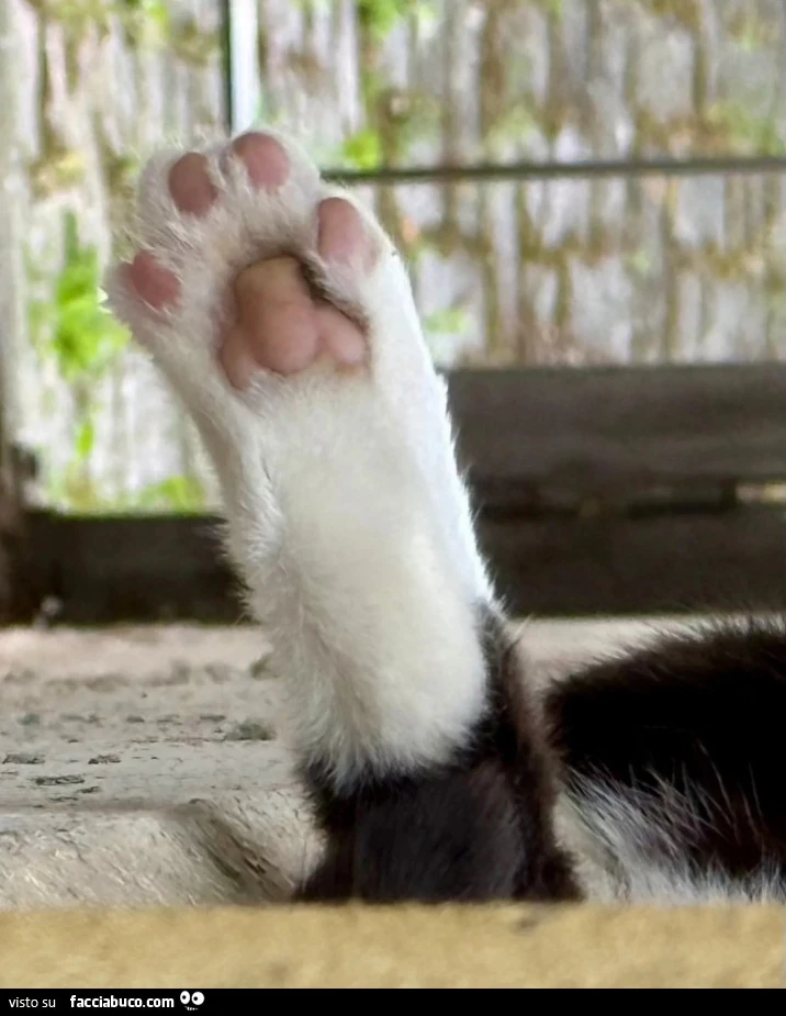 Vaccata