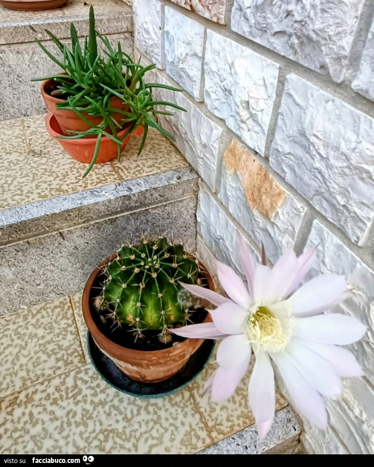 Vaccata