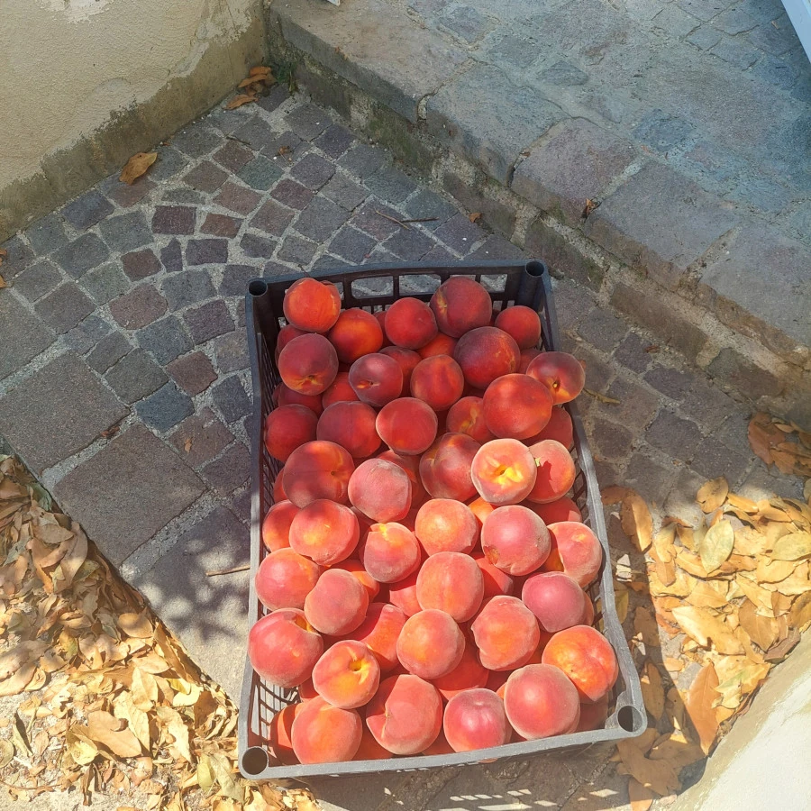 Vaccata