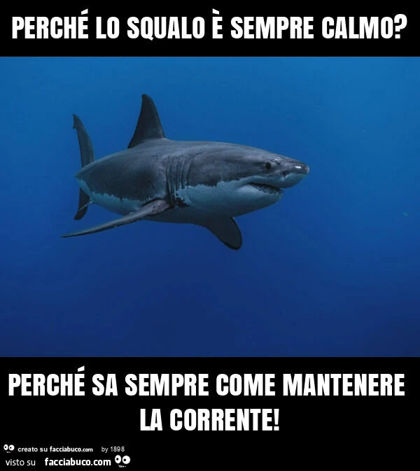 Perchรฉ lo squalo รจ sempre calmo? Perchรฉ sa sempre come mantenere la corrente