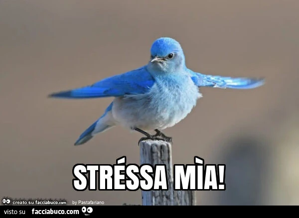 Stréssa mìa