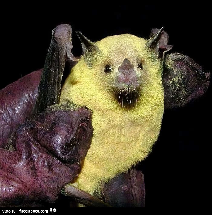 Pipistrello impollinatore completamente ricoperto di polline