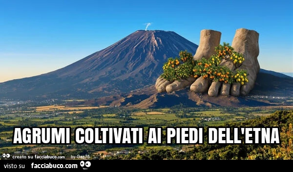 Agrumi coltivati ai piedi dell'etna