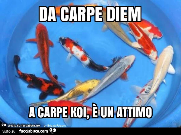 Da carpe diem a carpe koi, è un attimo
