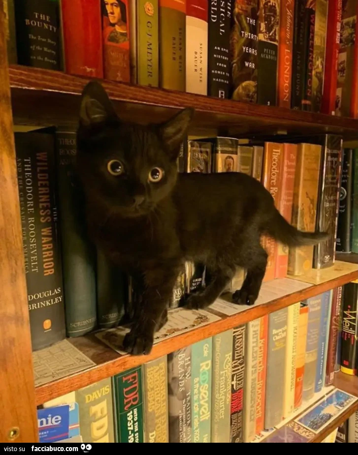 Libri