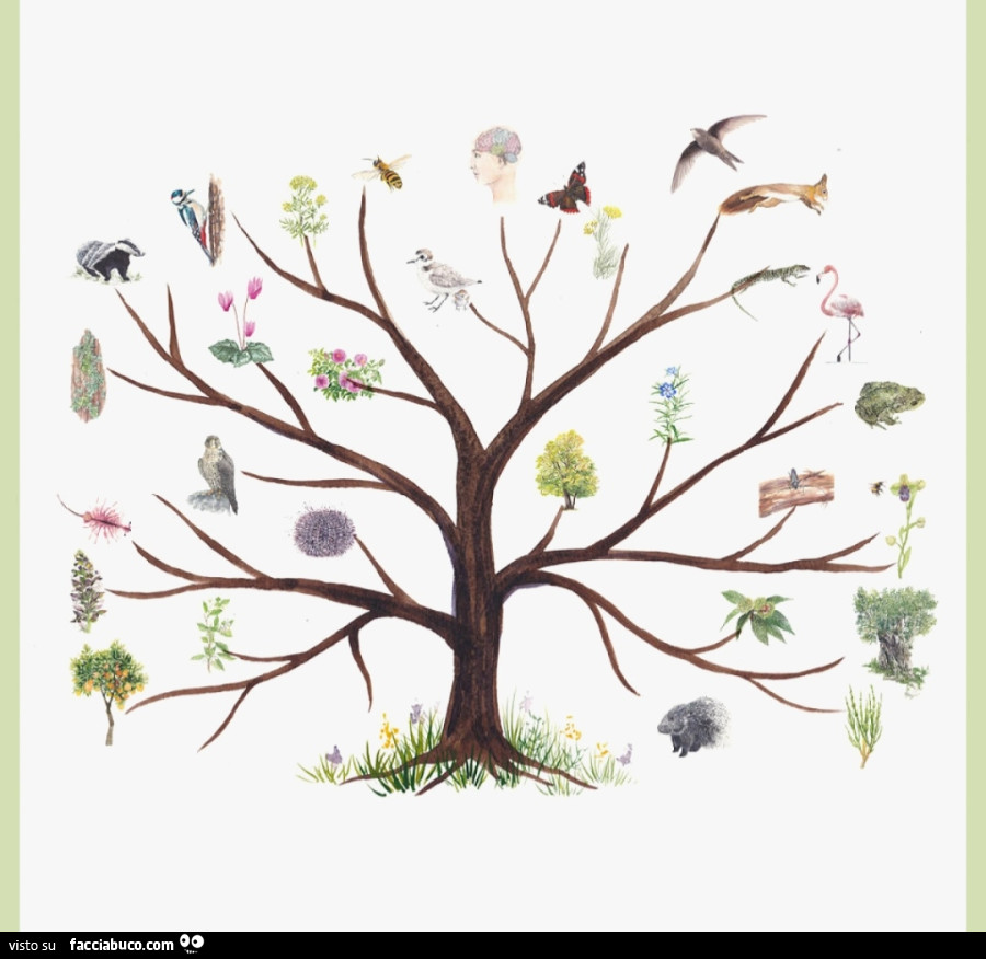 L'albero della natura