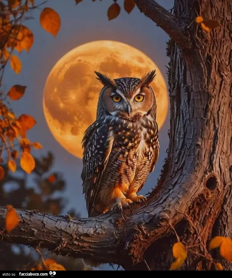 'Notte
