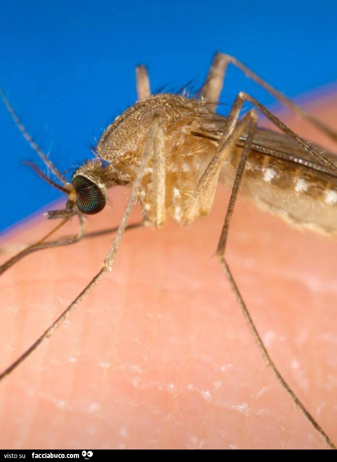 Vaccata