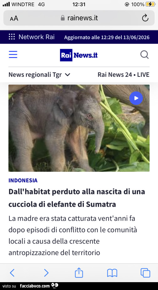 Vaccata