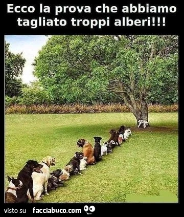 Alberi