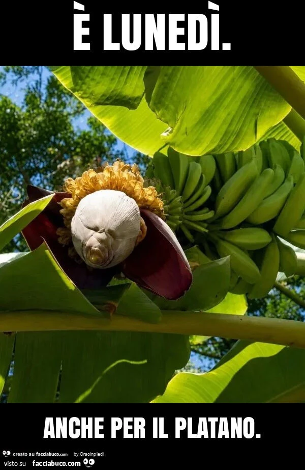 È lunedì. Anche per il platano