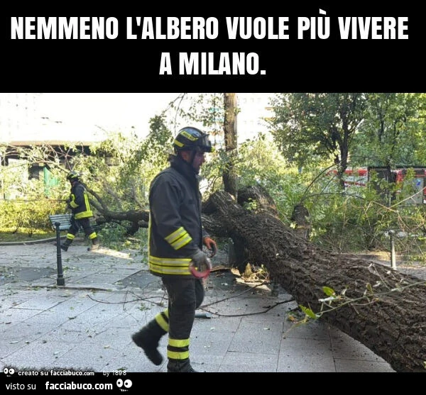 Nemmeno l'albero vuole più vivere a milano
