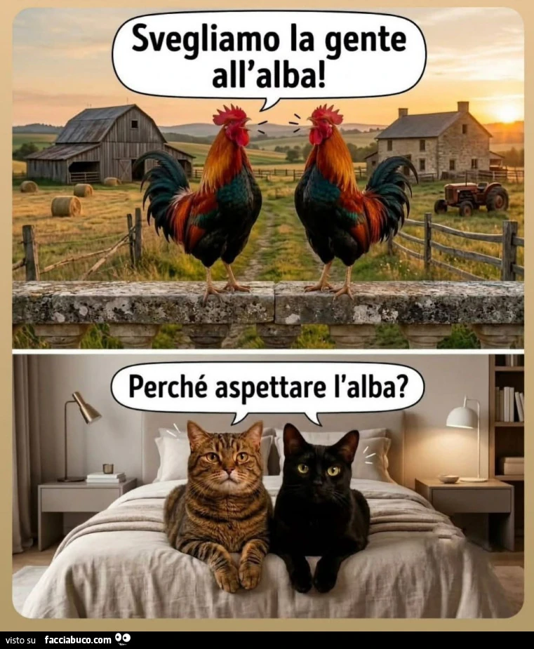 Vaccata
