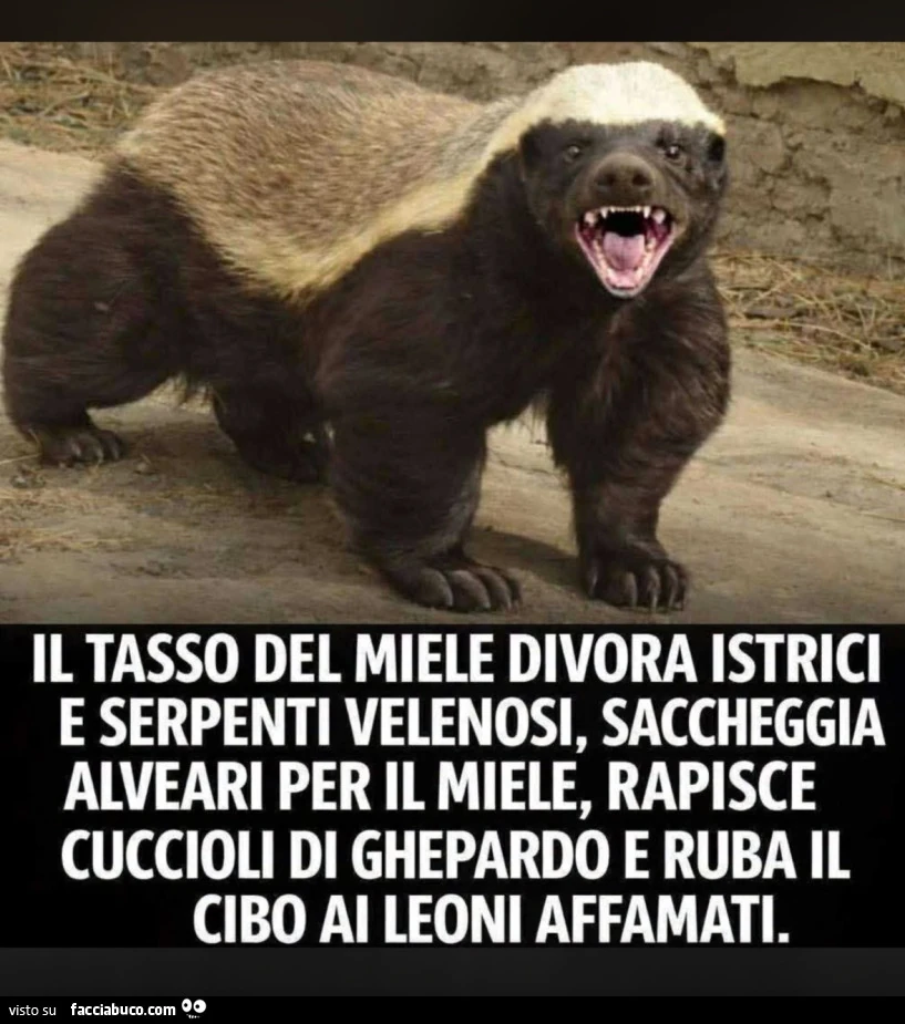 Vaccata