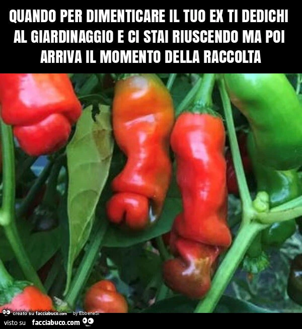 Quando per dimenticare il tuo ex ti dedichi al giardinaggio e ci stai riuscendo ma poi arriva il momento della raccolta