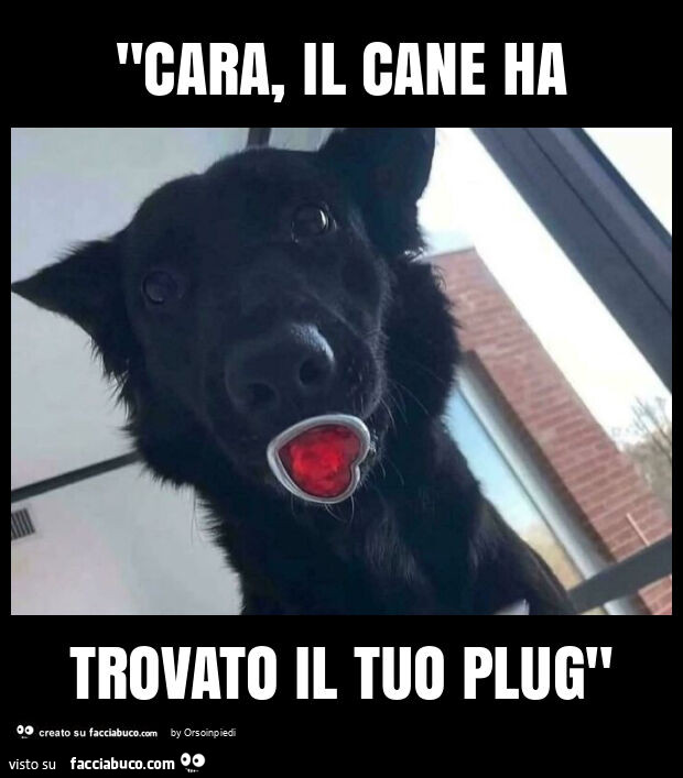 "cara, il cane ha trovato il tuo plug"