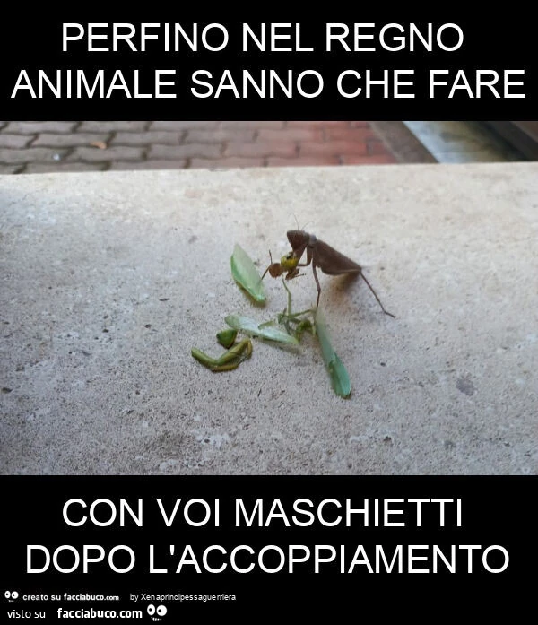 Perfino nel regno animale sanno che fare con voi maschietti dopo l'accoppiamento