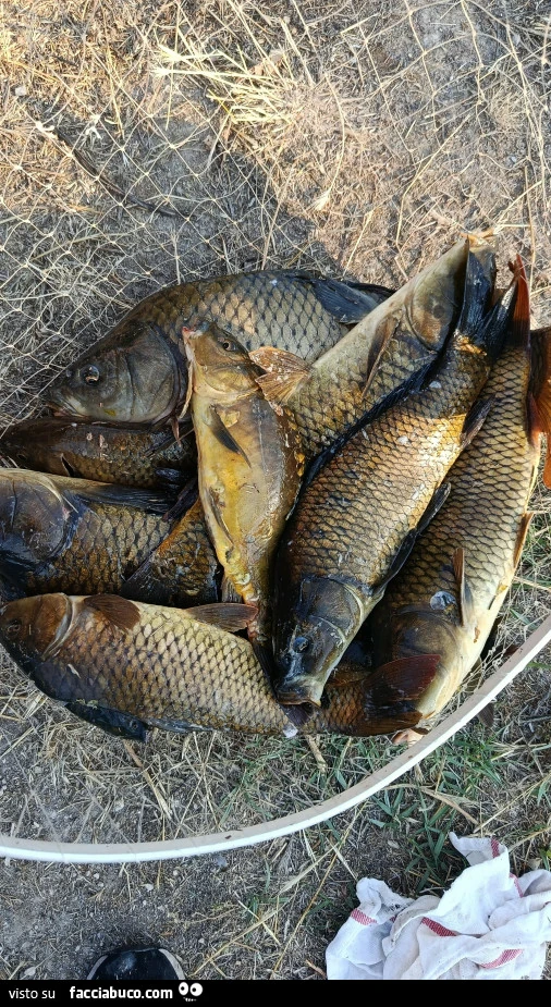 Vaccata