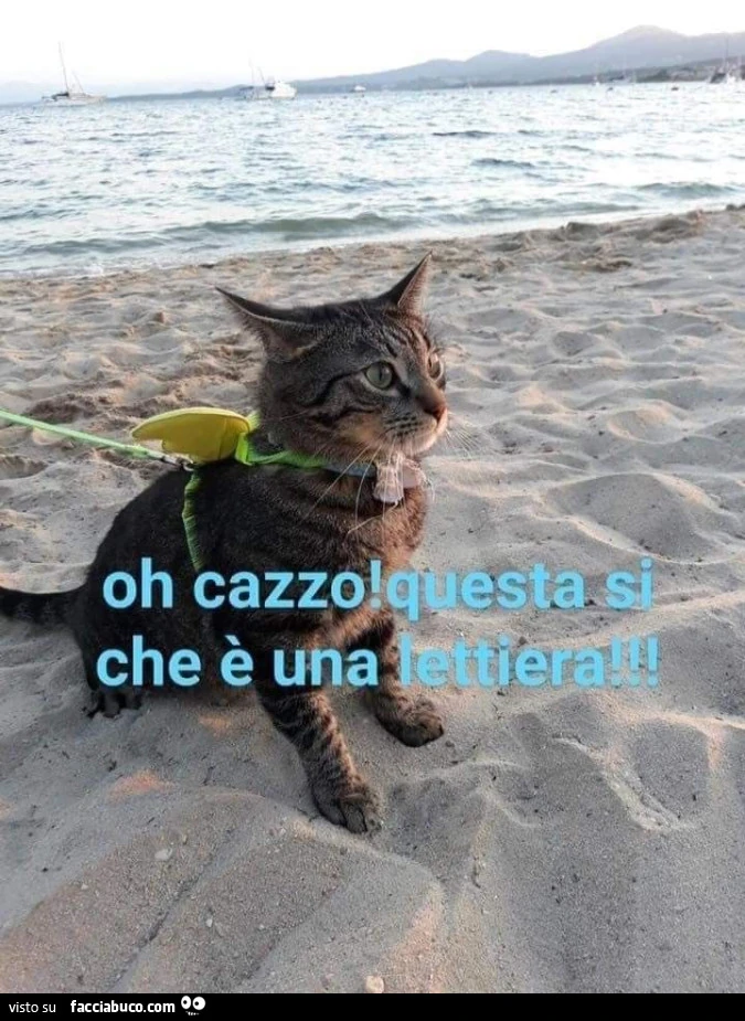 Vaccata