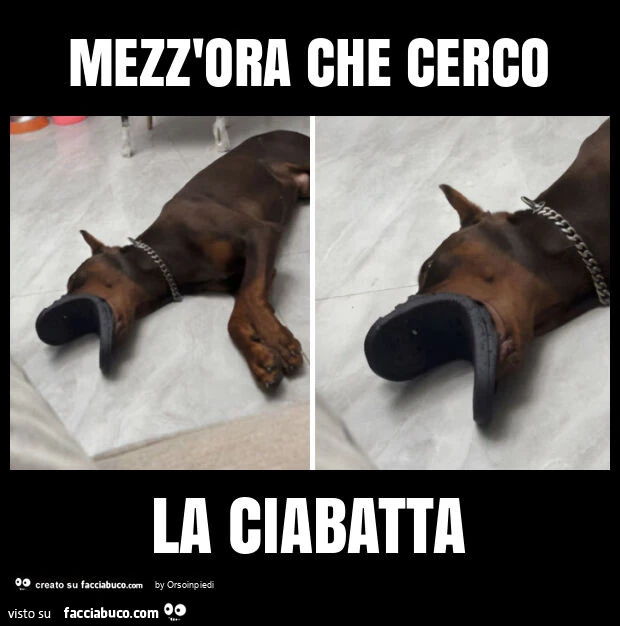 Mezz'ora che cerco la ciabatta