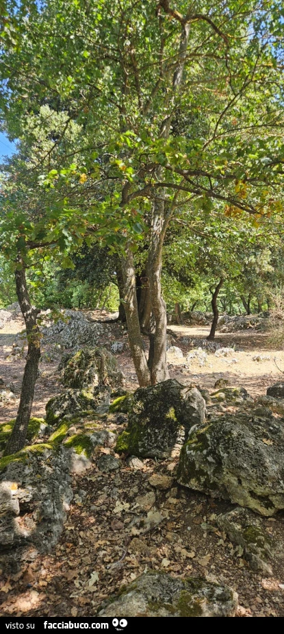 Vaccata