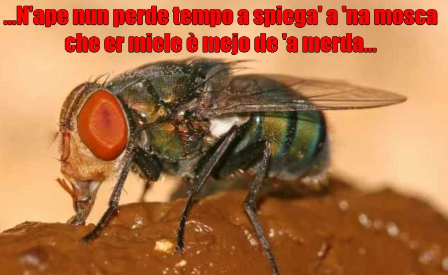 N'ape e 'na mosca