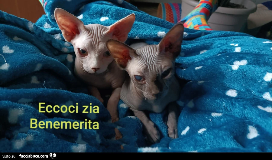 Vaccata