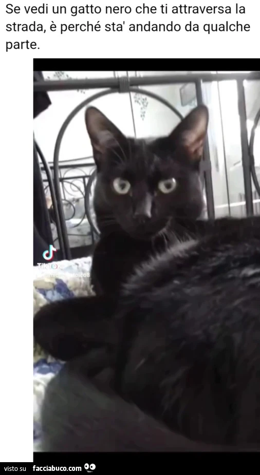 Gatto nero