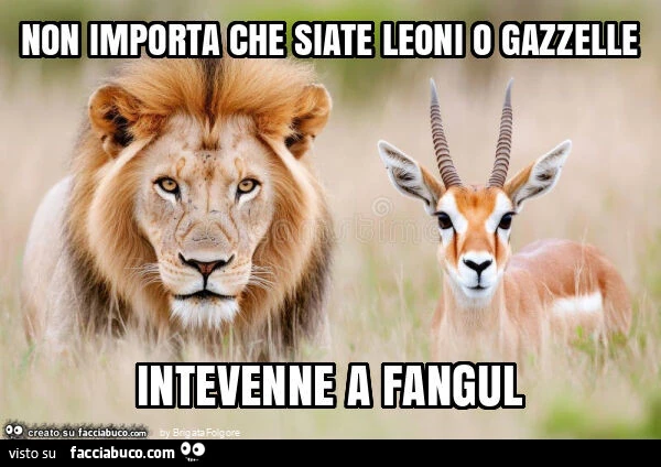 Non importa che siate leoni o gazzelle intevenne a fangul