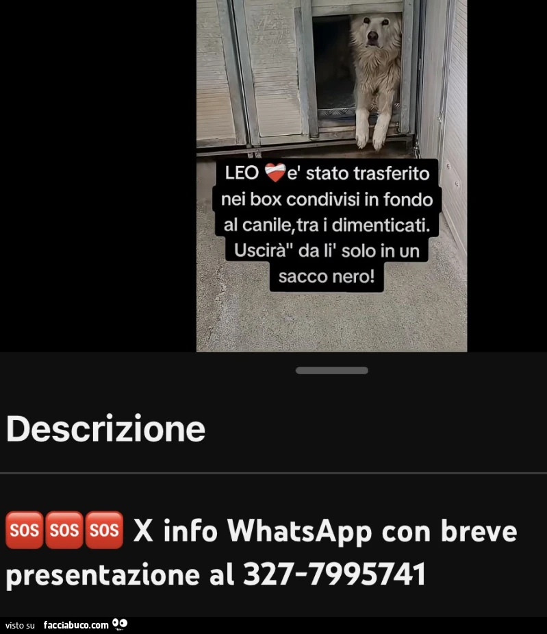 Vaccata