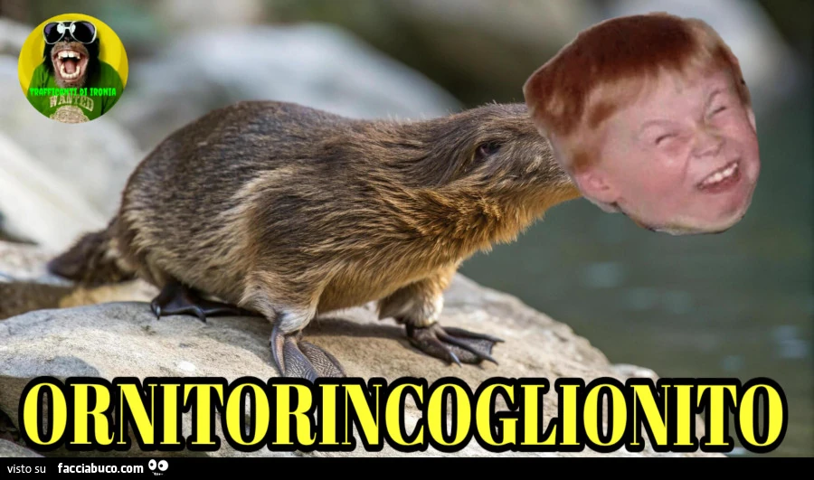 Ornitorincoglionito