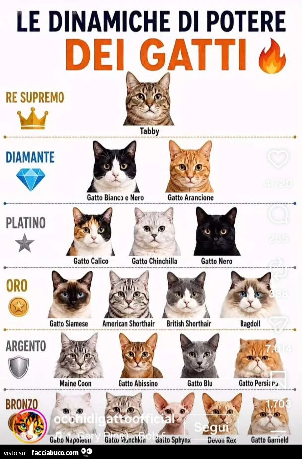 I Gatti e le loro dinamiche di potere