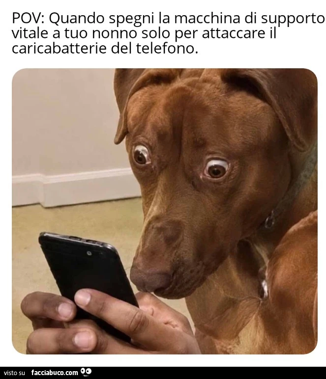 Vaccata