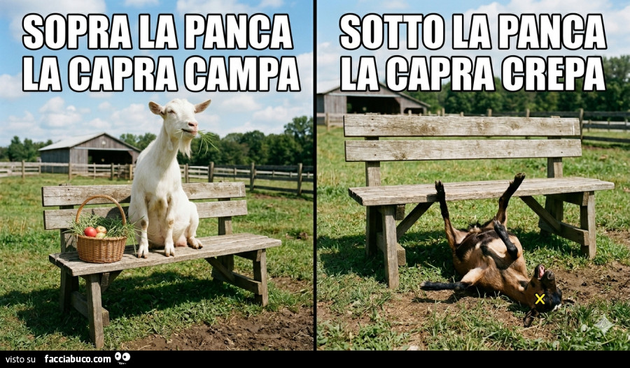 Vaccata