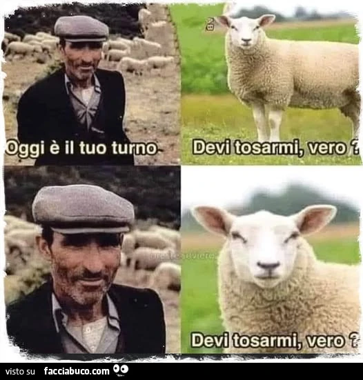 Vaccata
