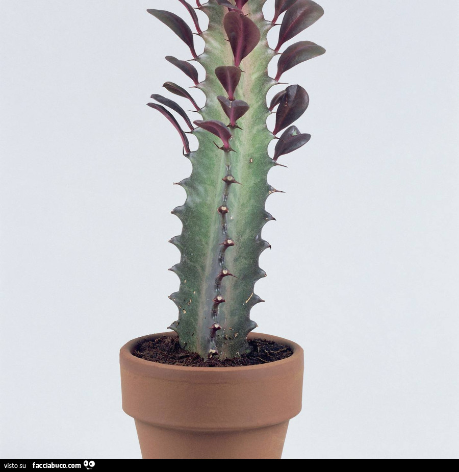 Cactus con le foglie