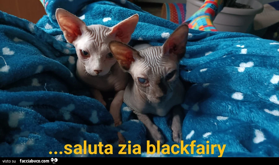Vaccata